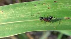 Camponotus compressus
