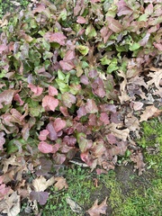 Epimedium