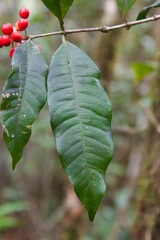 Ixora graciliflora