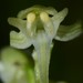 Blunt-leaved Rein Orchid - Photo (c) Ryan LeBlanc, some rights reserved (CC BY-NC-SA)