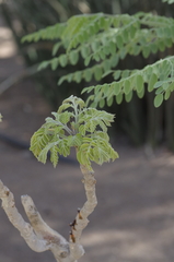 Moringa ovalifolia