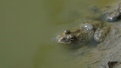 Euphlyctis cyanophlyctis