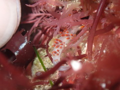 Coryphella trilineata