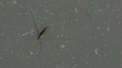 Limnogonus nitidus