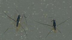 Limnogonus nitidus