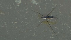 Limnogonus nitidus