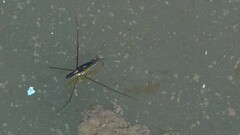 Limnogonus nitidus