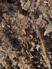 Trigoniulus corallinus