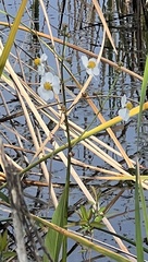 Sagittaria