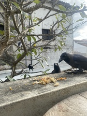 Corvus splendens