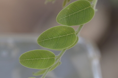 Moringa ovalifolia