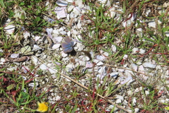 Zizina oxleyi