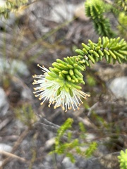 Campylostachys cernua