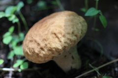 Calvatia rugosa