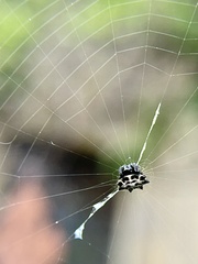 Gasteracantha cancriformis