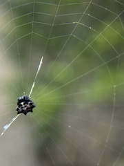 Gasteracantha cancriformis