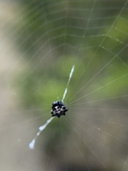 Gasteracantha cancriformis