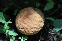 Calvatia rugosa
