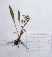 Pulmonaria angustifolia