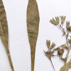 Pulmonaria angustifolia