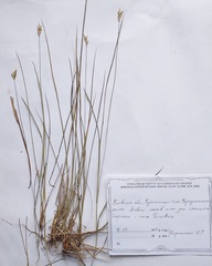 Carex brizoides