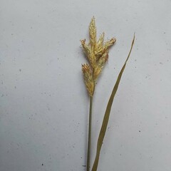 Carex brizoides