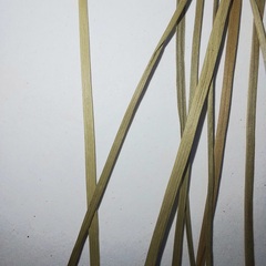 Carex brizoides