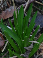 Hyacinthoides non-scripta