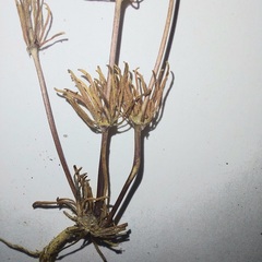 Spergula morisonii