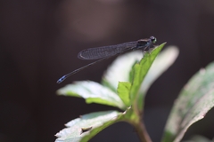 Pseudagrion indicum