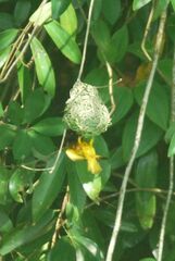 Ploceus jacksoni