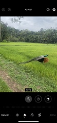 Pavo cristatus