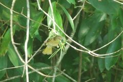 Ploceus jacksoni