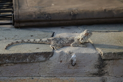 Agama anchietae