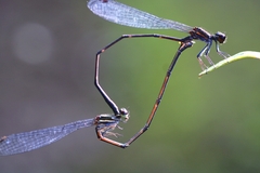 Prodasineura verticalis