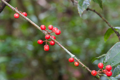 Ixora graciliflora