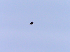 Haliaeetus leucocephalus washingtoniensis