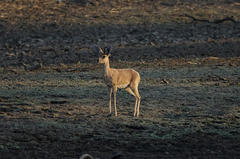 Raphicerus campestris steinhardti
