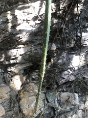 Heliocereus schrankii