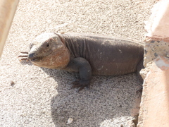 Gallotia stehlini