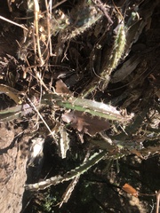 Heliocereus schrankii