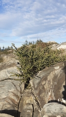 Genista tridentata