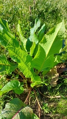 Rumex obtusifolius