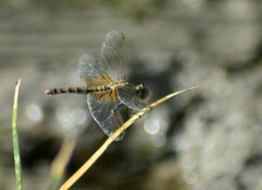 Erythrodiplax corallina