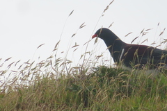 Anthoxanthum odoratum