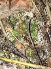 Amblystegium serpens