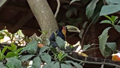 Ramphastos dicolorus
