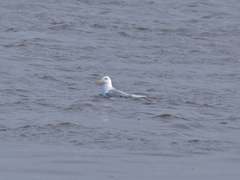 Media resource of Larus hyperboreus