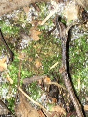 Amblystegium serpens