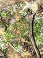 Amblystegium serpens